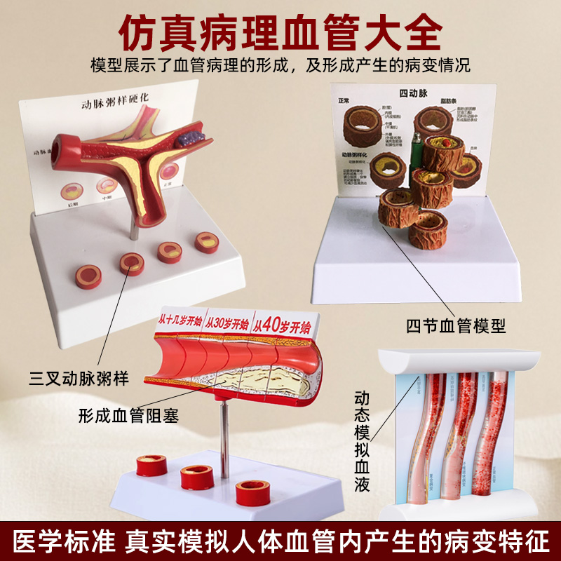 政河仿真动态血管模型人体