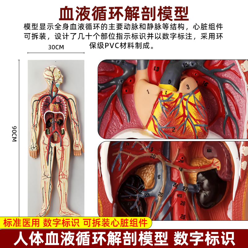 人体血液循环系统模型心脏