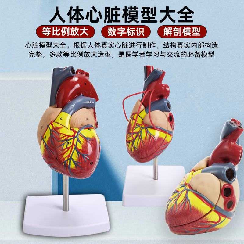 正品1:1人体心脏解剖模