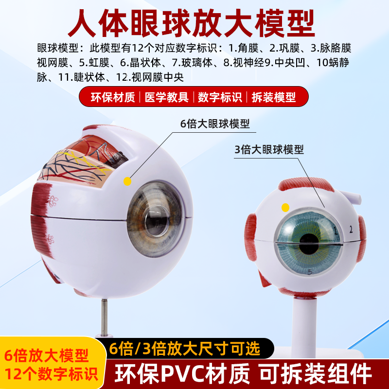 正品高端专业版医用人体眼