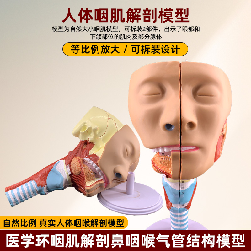 政河咽模型喉解剖模型 咽