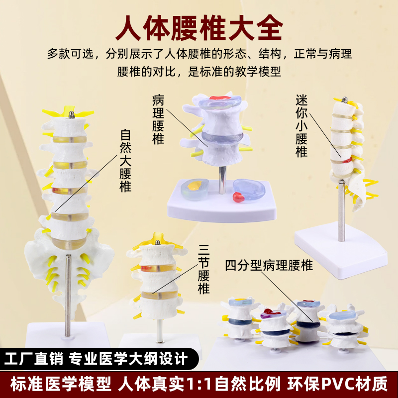 人体颈椎模型带肌肉神经脑