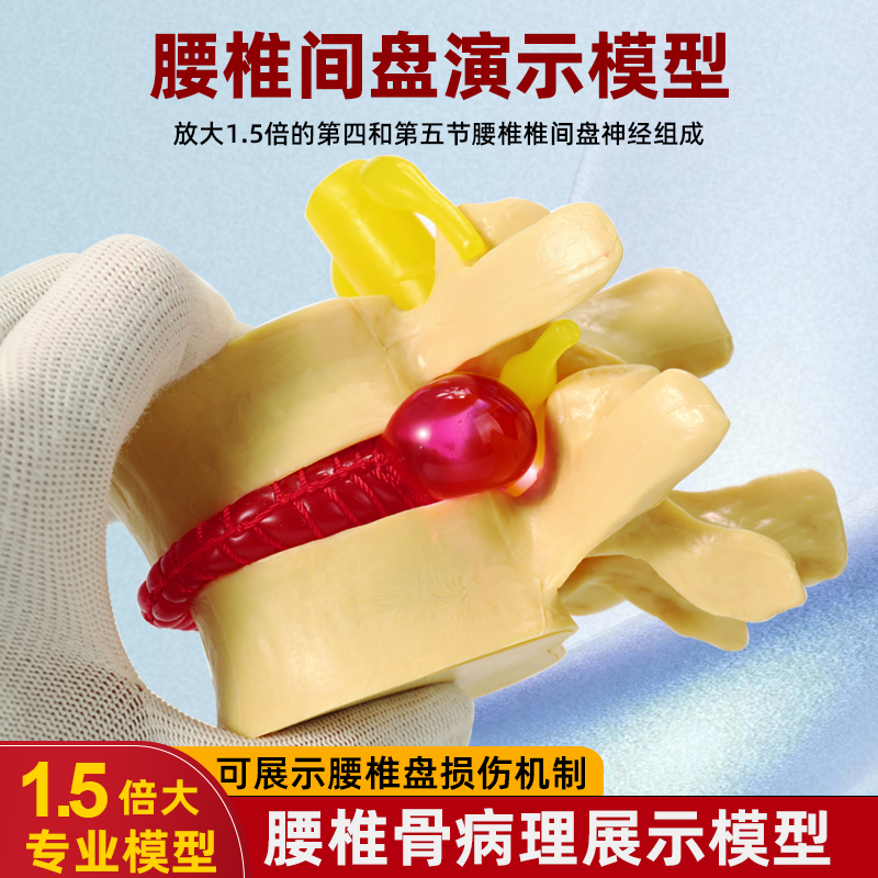 包邮!人体腰椎间盘演示模
