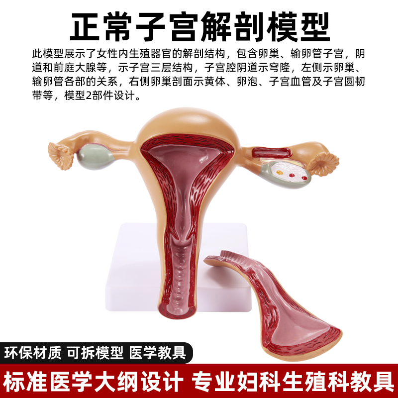 人体女性生殖子宫解剖病理