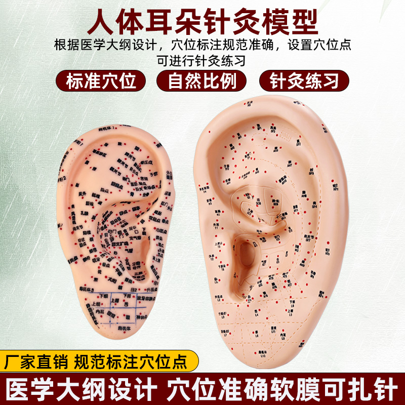 手足耳朵穴位模型反射区脚