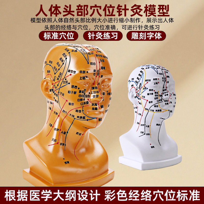 高清头部穴位模型针灸刻字