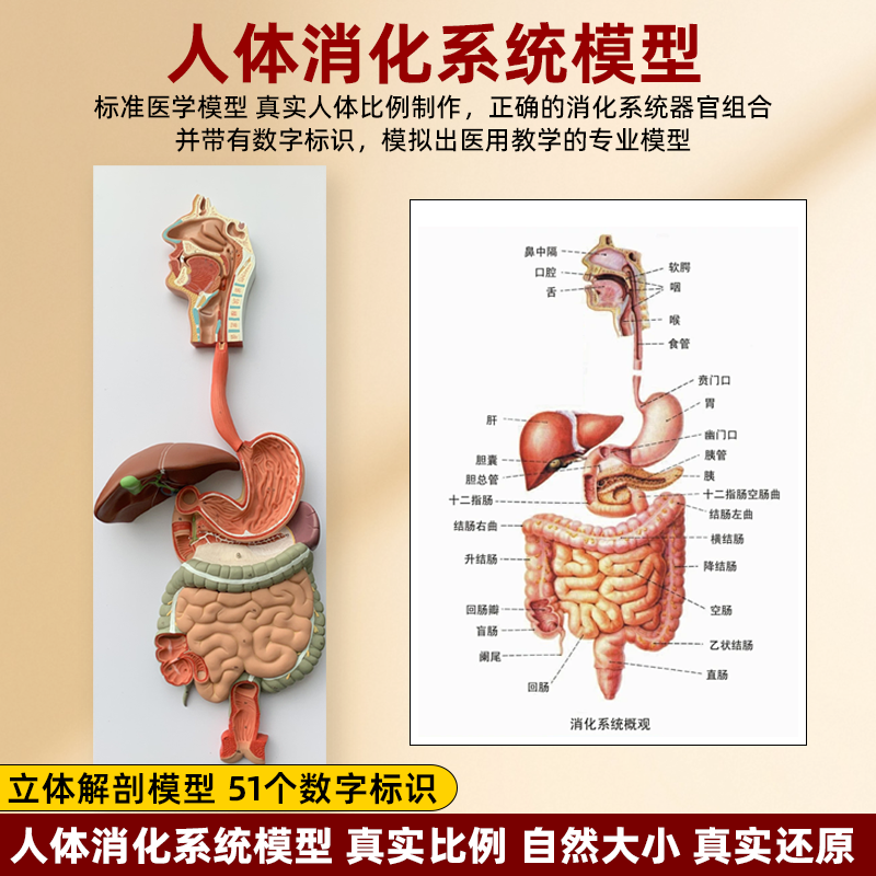 人体消化系统模型内脏器官